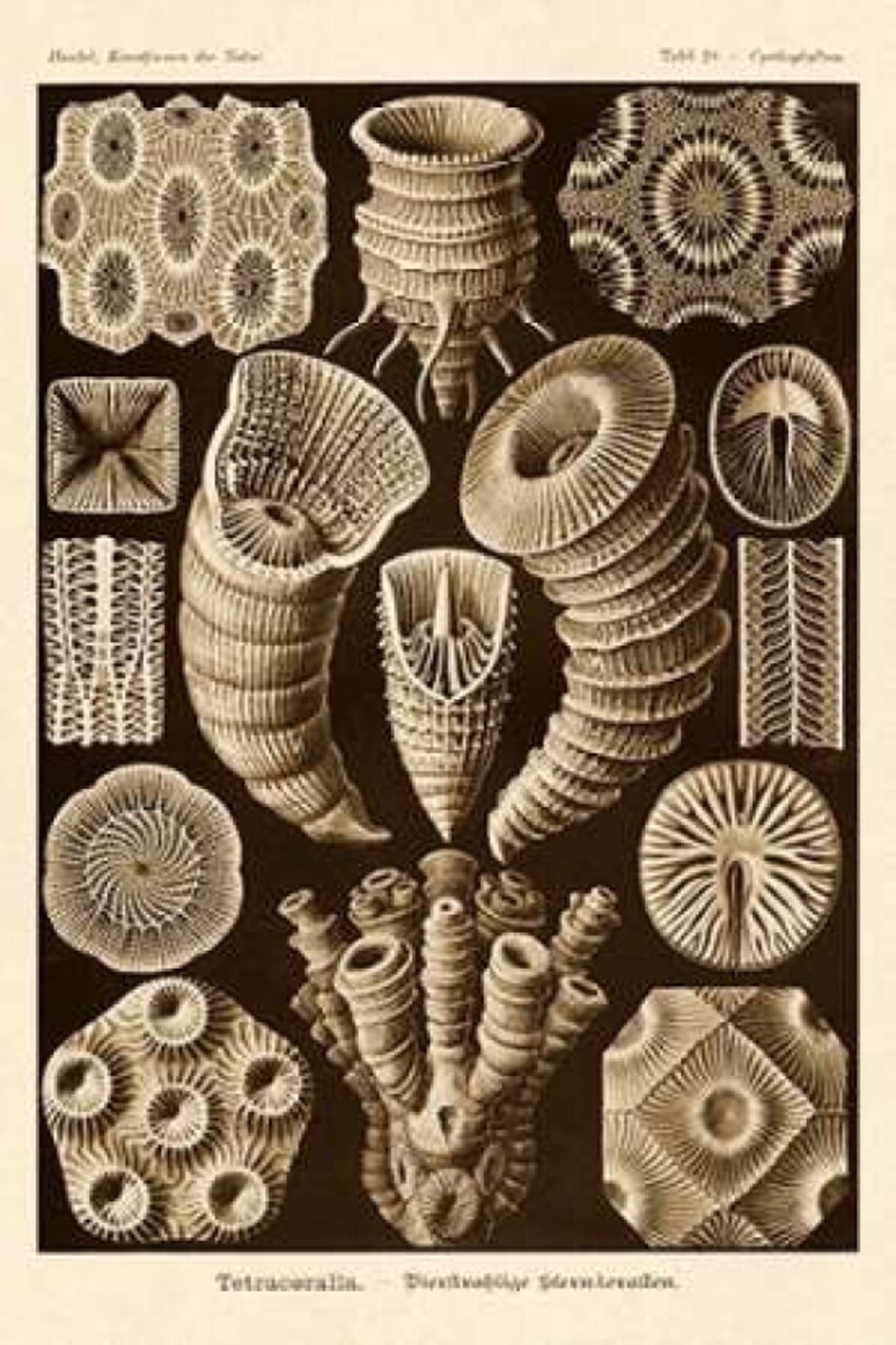 Haeckel Nature Illustrations: Tetracoralla Coral - Sepia Tint Poster Print by Ernst Haeckel - Item # VARPDX449744